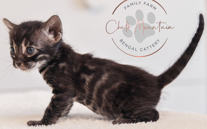 Bengal kitten for sale